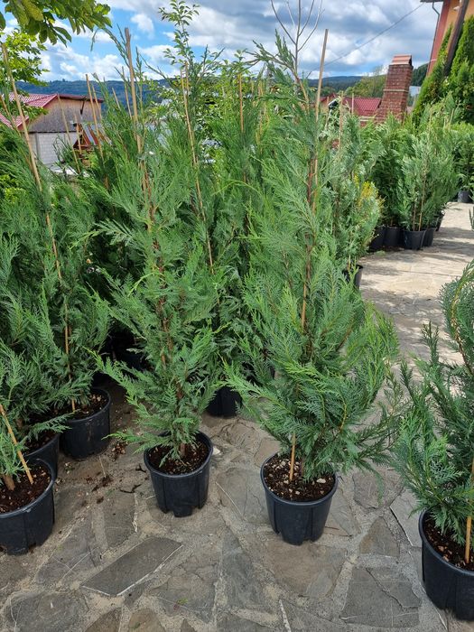 Chiparos leylandi verde și gold piramidal