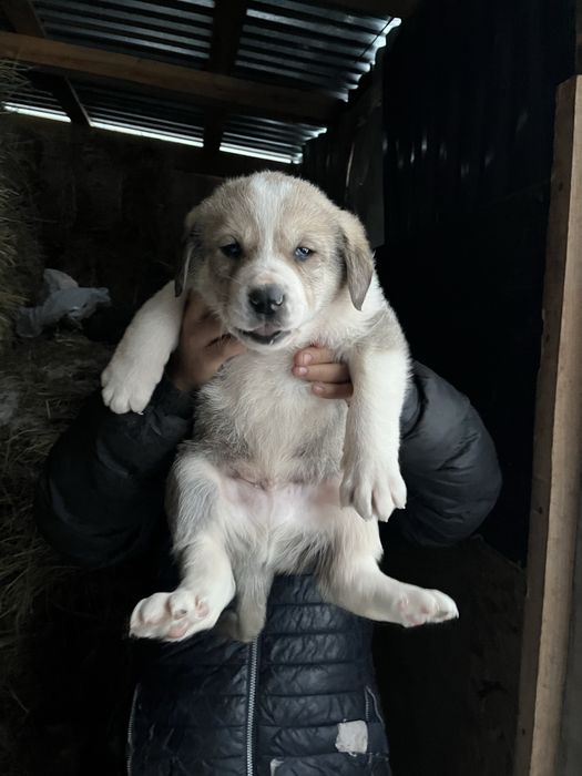 Күшік төбет 2 айлық үрғашы