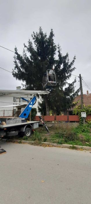 Безопасно Рязане На Опасни Дървета гр. Русе