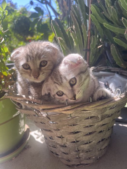 Отдам двух котят в добрые руки