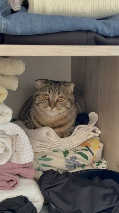 Породистая Кошка Агги