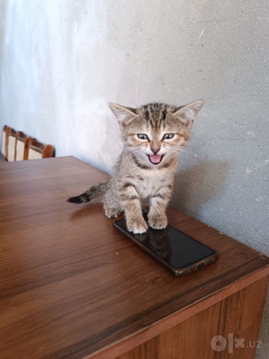 Отдам в добрые руки маленького котёнка.Kichkina mushukchani mehribon q