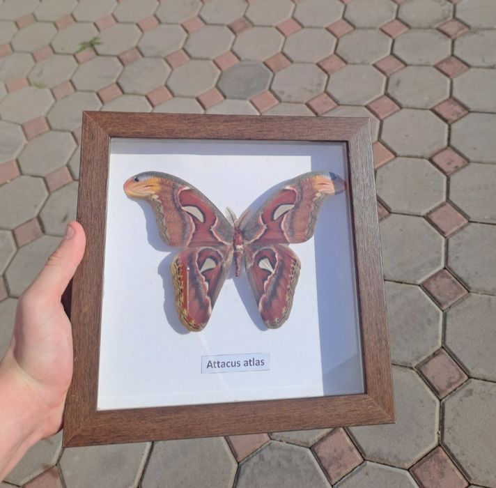 Самая большая бабочка в мире.