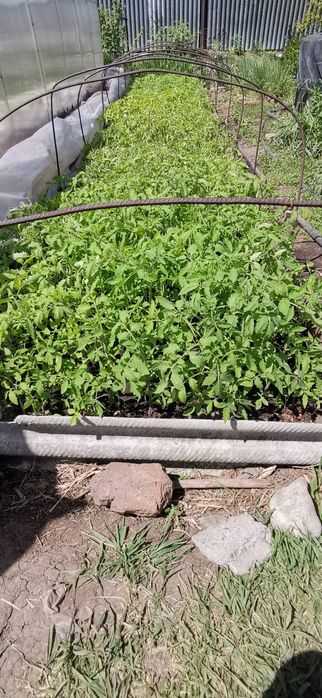 Продам рассаду домашнюю