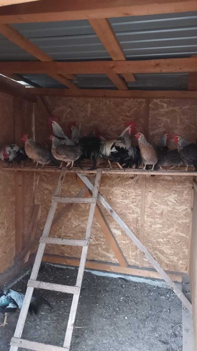 Gaini italiene argintii