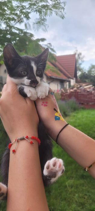 Donăm 6 pisoiași