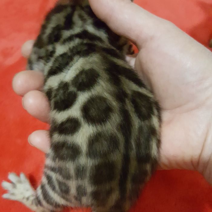 Продаются бенгальские малыши