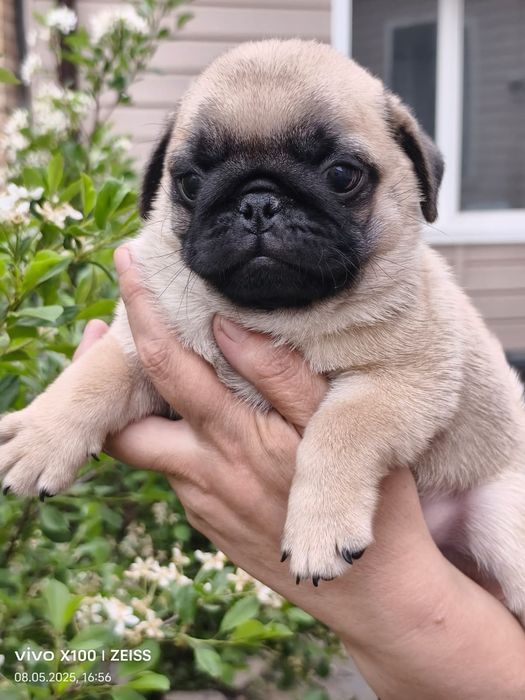 Продам шикарных щенков мопса