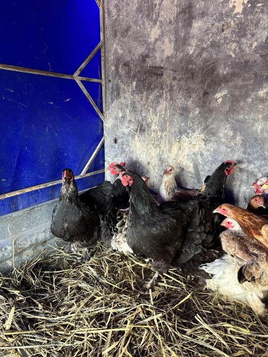 Продам домашних курей