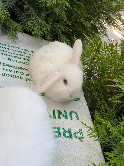 Кролики карликовый породы