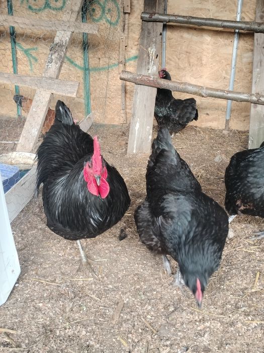 Vând o famile de vorwerk 1+3 și 2 cocoși austrolop și 4 găini