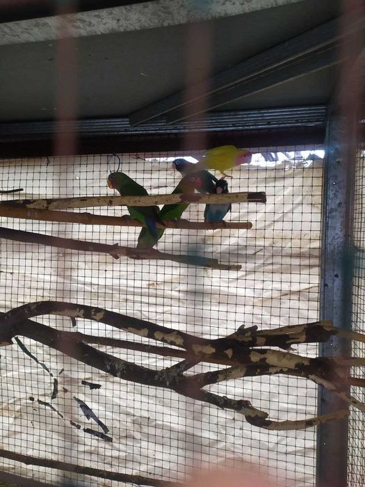 Неразлучные - попугаи жёлтый синий