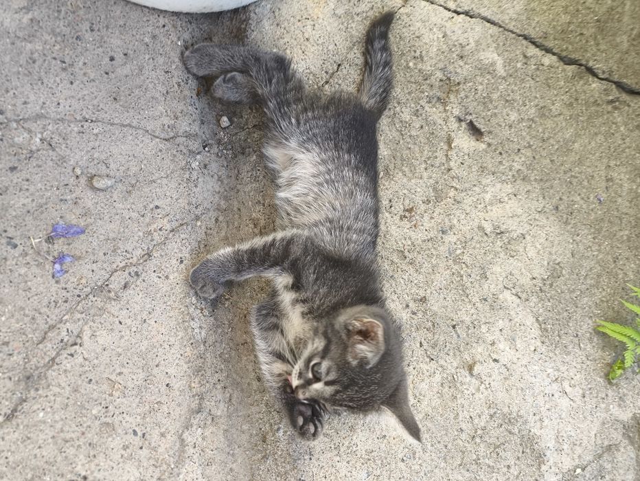 Отдам котят 1.5 месяца