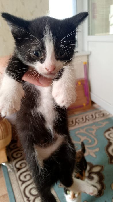 Отдам котят в добрые руки
