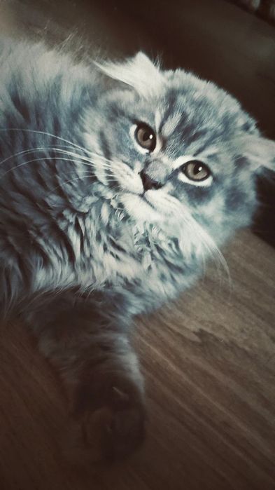 Haylond strayt sotiladi