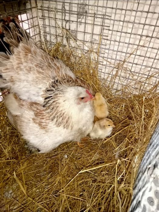 Цыплята с курицей