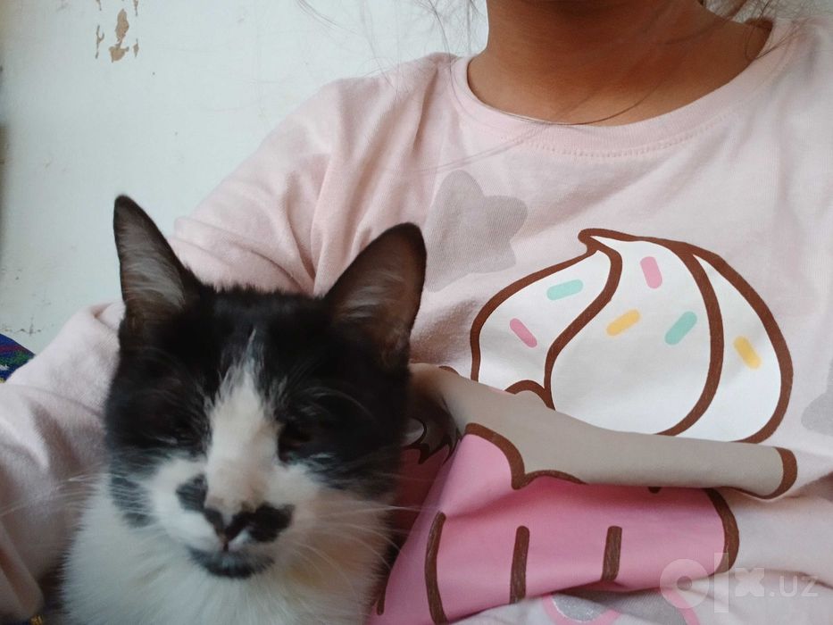 Котята отдается в добрые руки