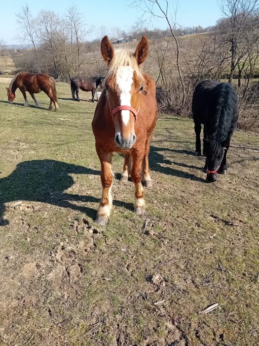 Vând mânz de 11 luni