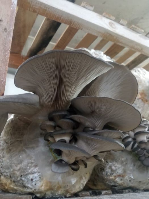 Грибы Вешенка алматы