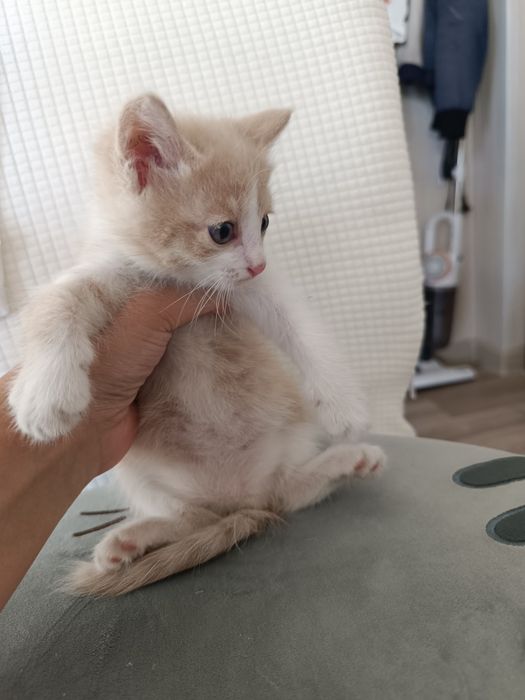 Котенок Рыжик, 2 мес