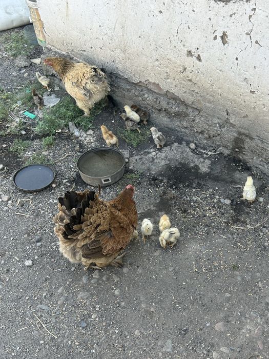 Цыплята домашние с квочкой