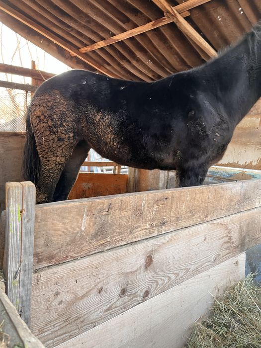 2 жасар семіз откорм Байтал сатыладыыыыыыыыыыыыыыыыыыыыыыыыыыы