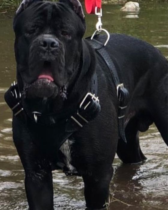 Вязка кане -корсо 2 кобеля