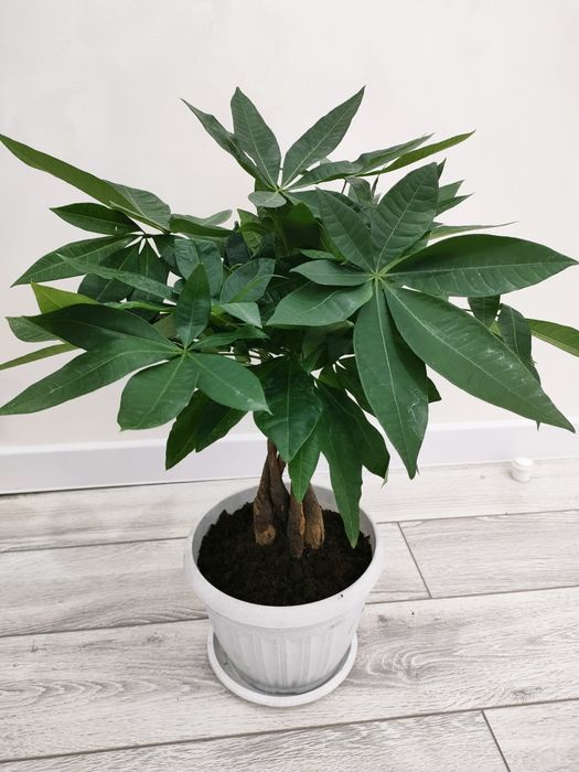 Комнатные растения, Доставка