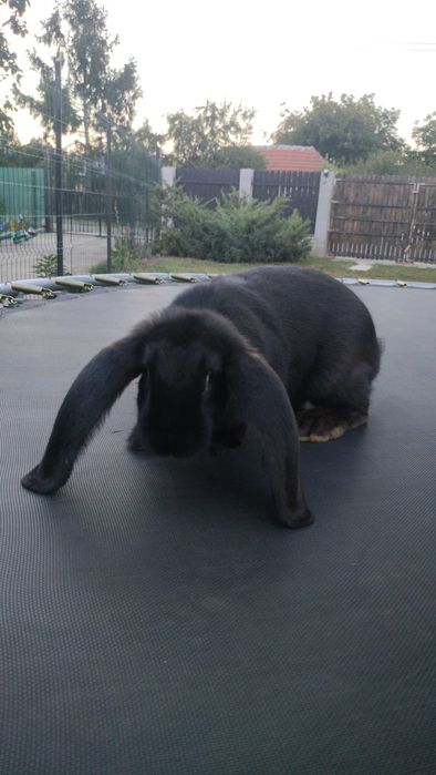 Animale de creștere