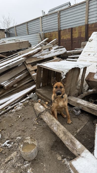 Немецкая овчарка!!