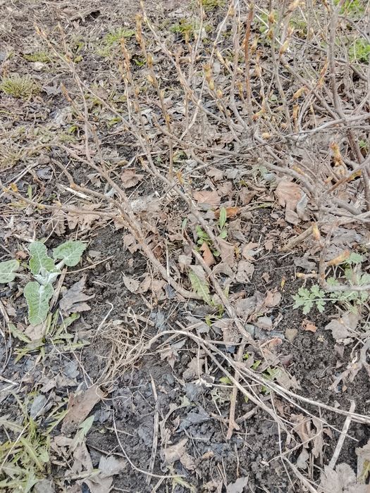 Саженцы смородины, малины, клубники