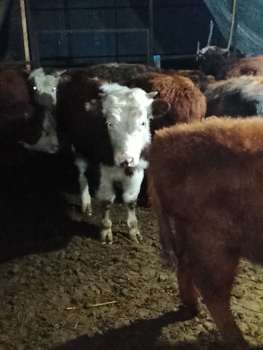 Продаются быки .