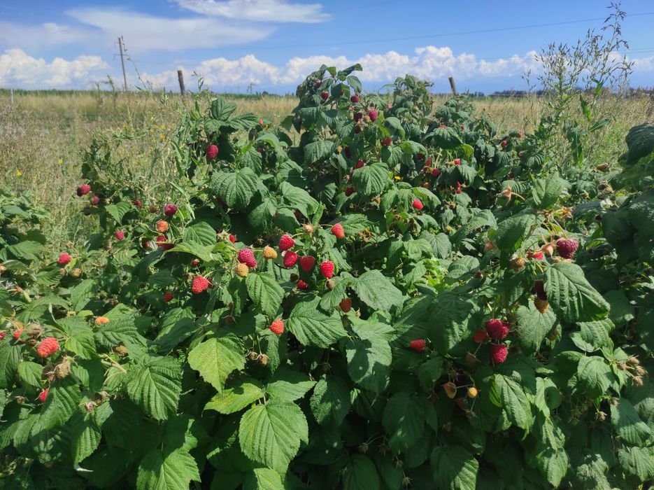 Малина элитный сортлар Маравила, Энросадира,Полонез, Полана ва Полька