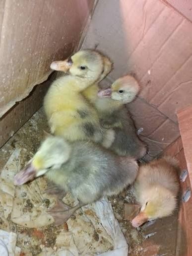 Қаздың балапандары сатылады!!
Бағасы: 2200тг
Осы нөмерге хабарласыңызд