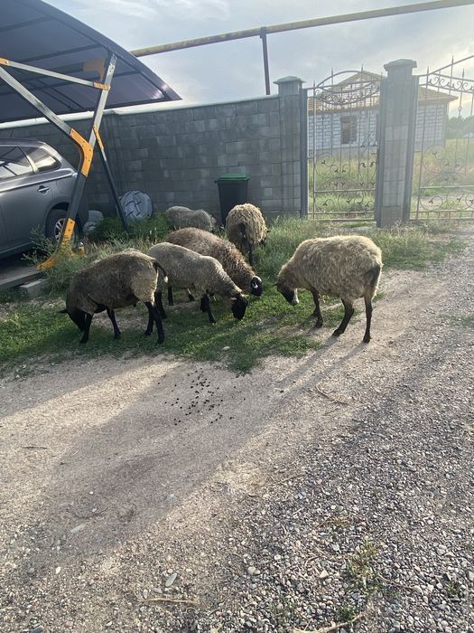 Продам романовских баранов