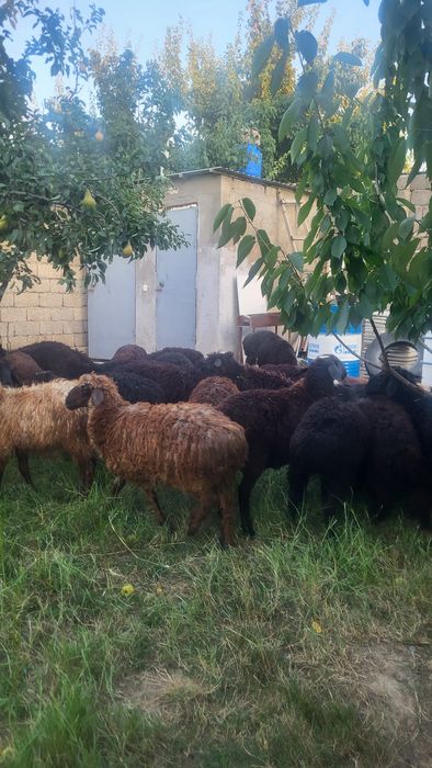 Козы, Егнята. Продам козы с Сузака