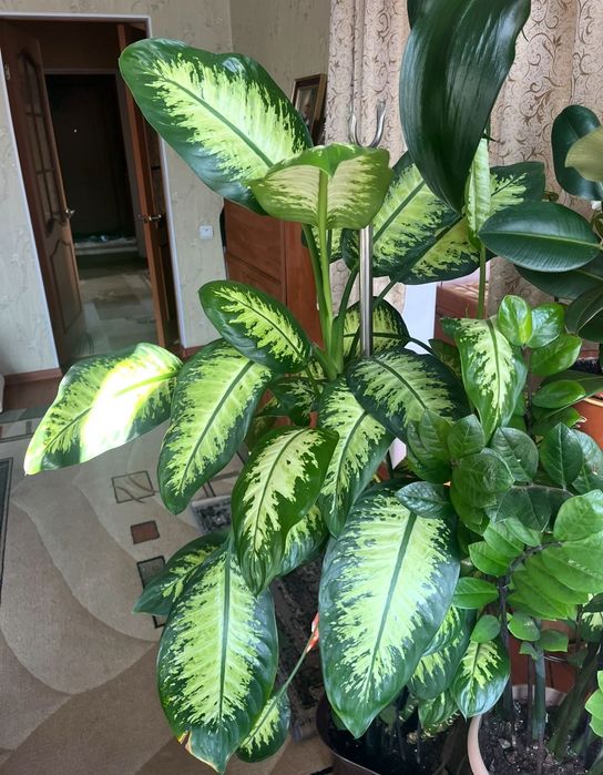 Цветок диффенбахия продам