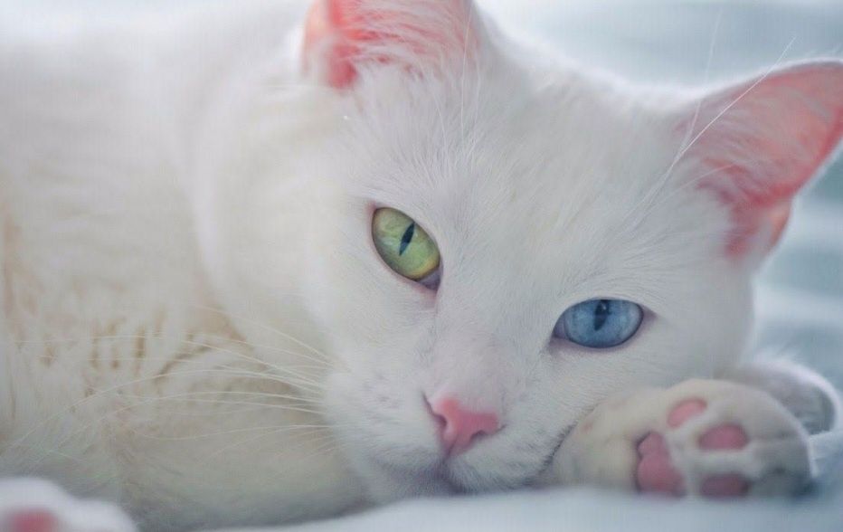 Као-мани (Кхаомани)
(Кхаомани)Котёнок белый 3 м