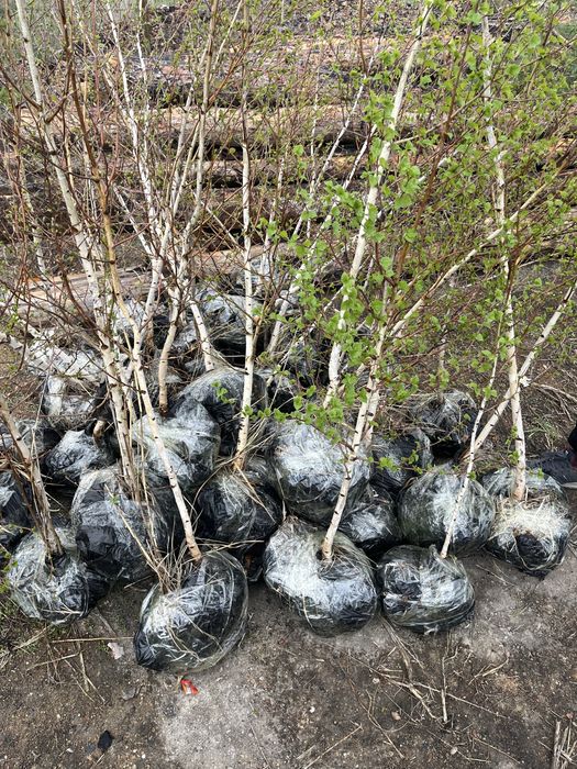 Саженцы береза кустаринки