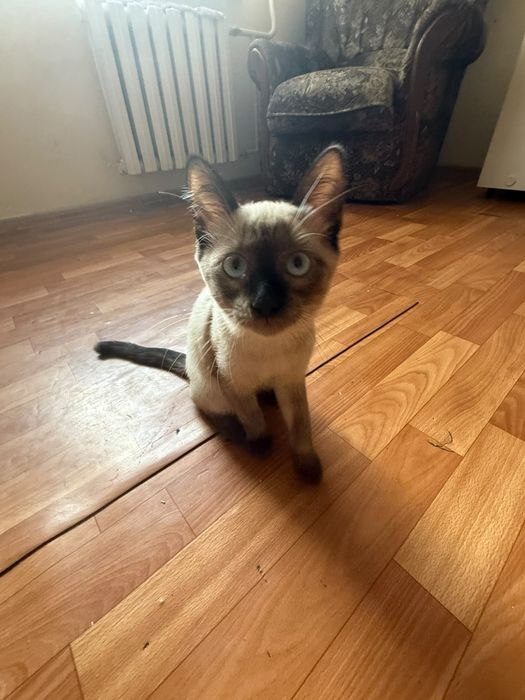 Котенок девочка 3 месяца