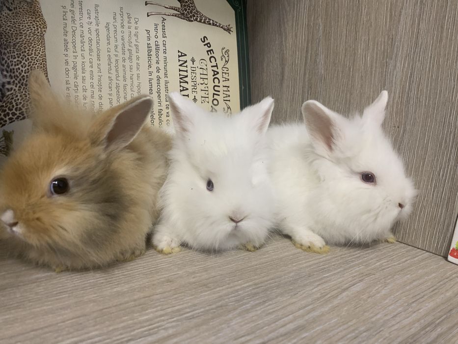 Iepuri cap de leu pui si adulti