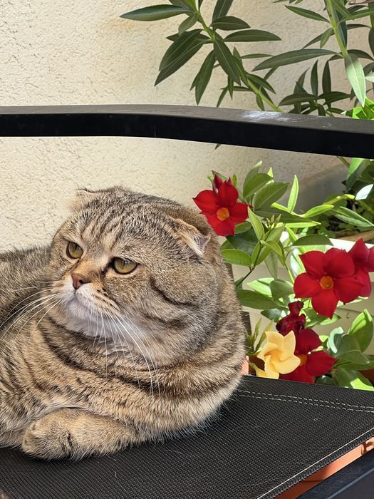 Шотландско клепоухо коте