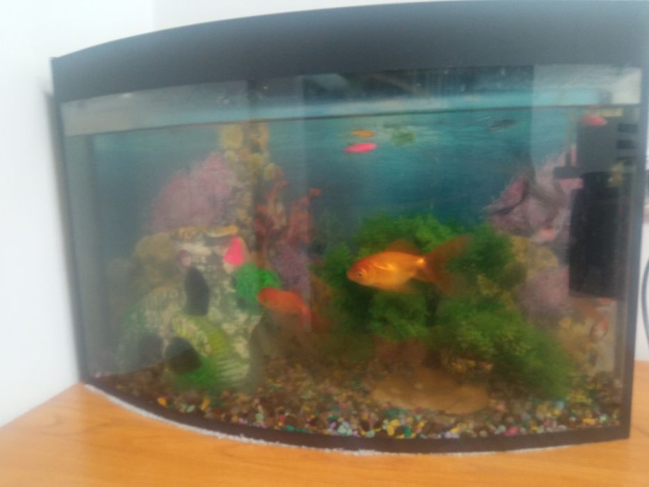 Akvarium baliqlari bilan xar xir baliqlari pompilekt xamma narsalari