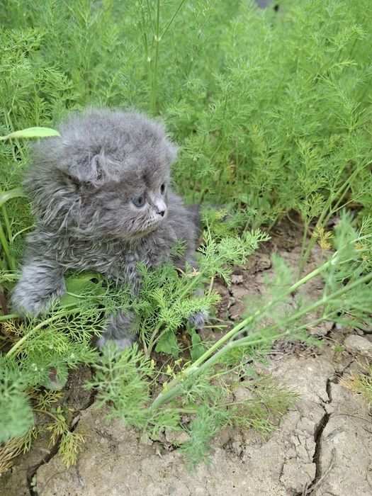 Вислоухие котята