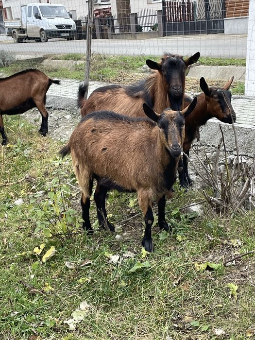 Capre alpine franceze si metisi