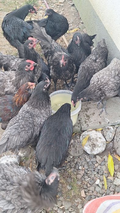 Puicute si cocosi Australorp