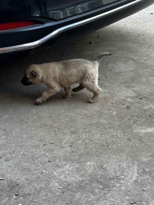 Отдаю щенят в добрые руки