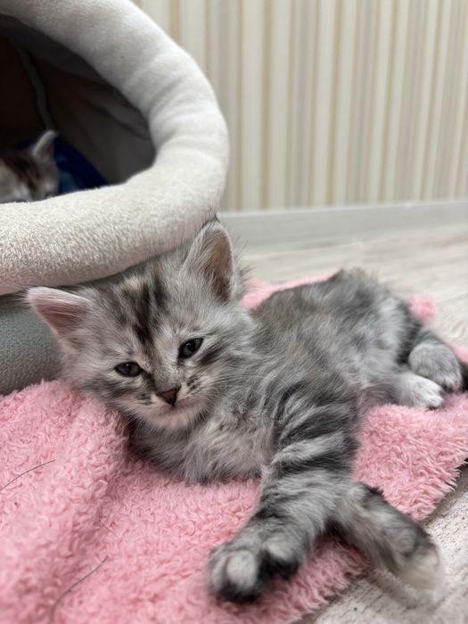 отдаем котят бесплатно