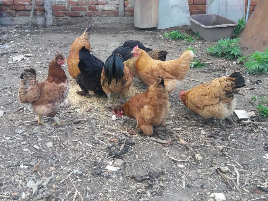 Продавам зелени оплодени кокоши яйца за люпене!