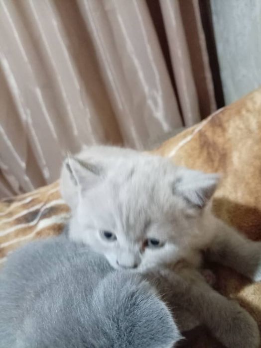 Продаются два  Шотландских котёнка